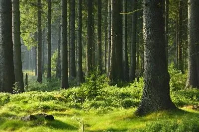 Плакат Лес №27