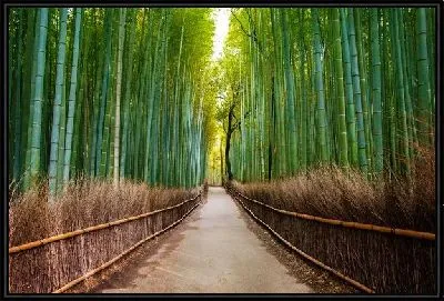 Дорога в бамбуковой роще