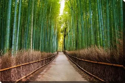Дорога в бамбуковой роще