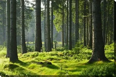 Постер Лес №28
