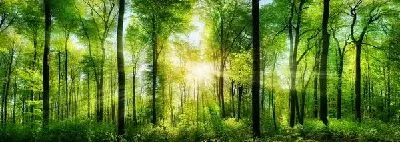 Плакат Лес №30