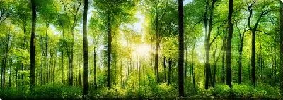 Постер Лес №30