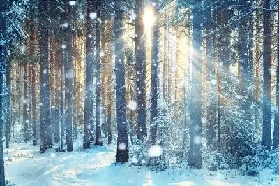 Плакат Утро в зимнем лесу