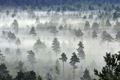 Плакат Туман в лесу