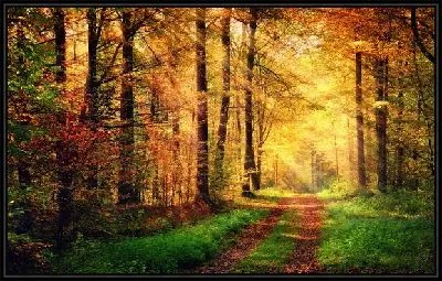 Картина Осень в лесу