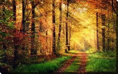 Постер Осень в лесу