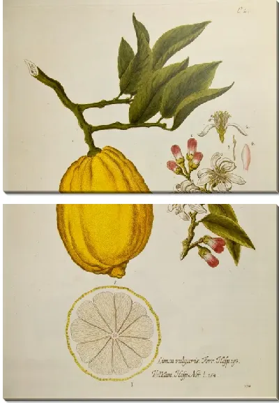 Модульная картина Лимон и его цветение