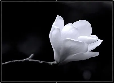 Белый цветок на темном фоне