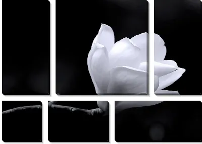 Белый цветок на темном фоне