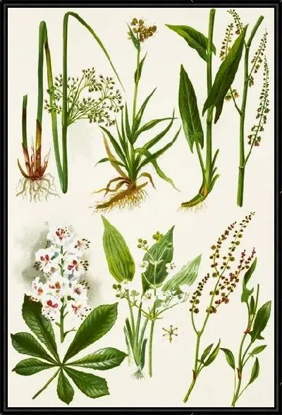 Картина Растения №4