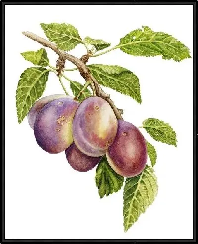 Картина Слива