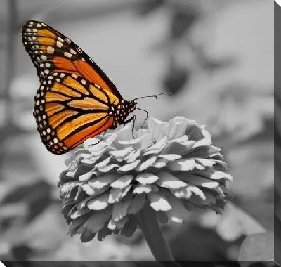 Постер Бабочка на бутоне цветка