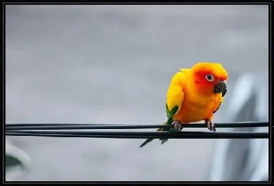 Желтый попугай