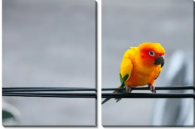 Желтый попугай