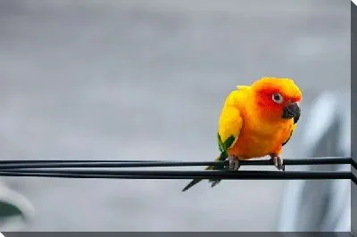 Желтый попугай