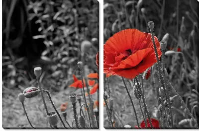 Модульная картина Красные маки на ч/б фоне
