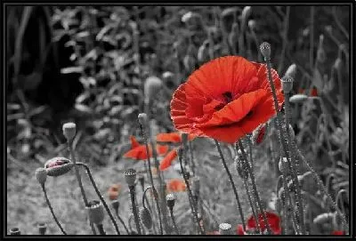 Картина Красные маки на ч/б фоне