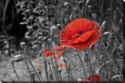 Постер Красные маки на ч/б фоне