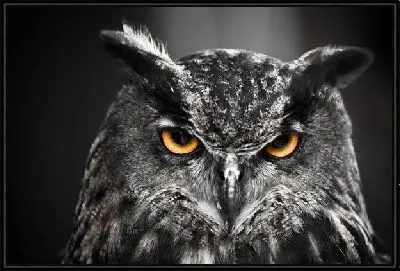 Картина Сова с желтыми глазами