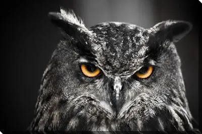 Постер Сова с желтыми глазами