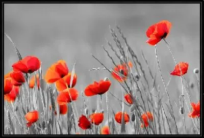 Поле красных маков