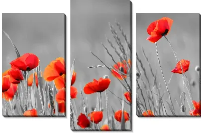 Поле красных маков