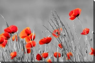 Поле красных маков