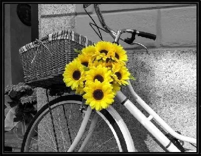Букет подсолнухов на раме велосипеда
