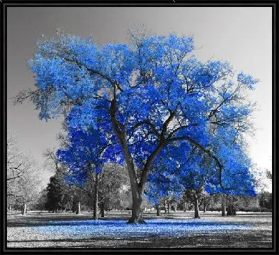 Контрастное синее дерево в парке