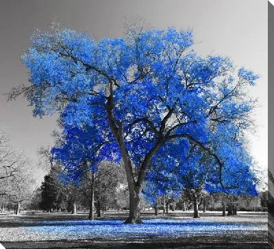Контрастное синее дерево в парке