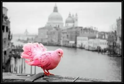 Розовый голубь на фоне Венеции
