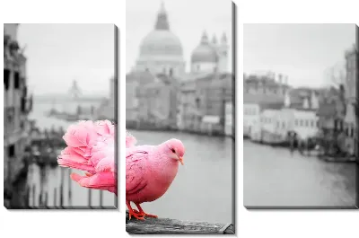 Розовый голубь на фоне Венеции