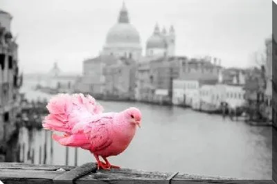 Розовый голубь на фоне Венеции