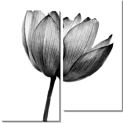 Лотос макро