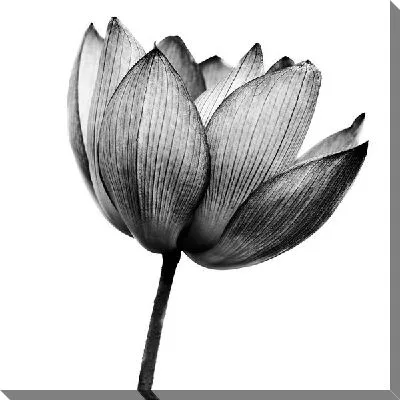 Лотос макро