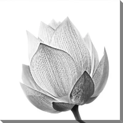 Лотос макро №2