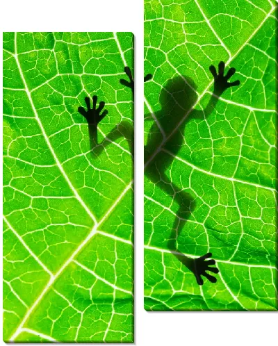 Модульная картина Лягушка на листе