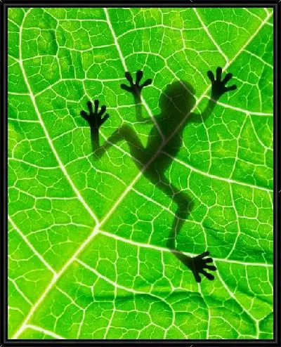 Картина Лягушка на листе