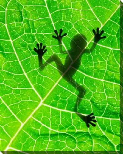 Постер Лягушка на листе