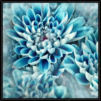 Картина Голубые хризантемы
