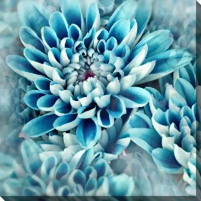 Постер Голубые хризантемы