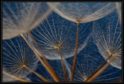 Картина Одуванчики макро