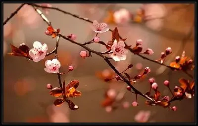 Картина Цветки вишни №2