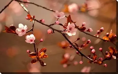 Постер Цветки вишни №2