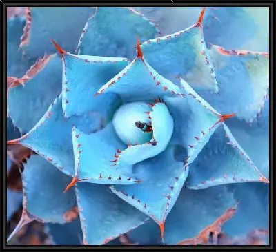 Картина Листья агавы