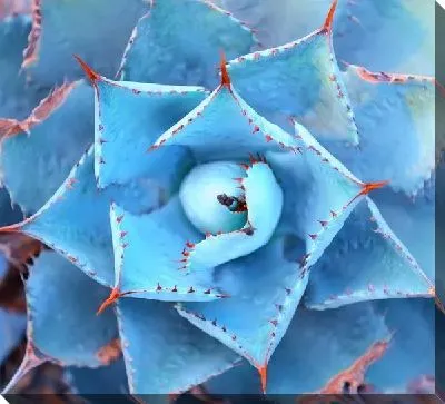 Постер Листья агавы