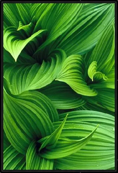 Картина Листья макро №2