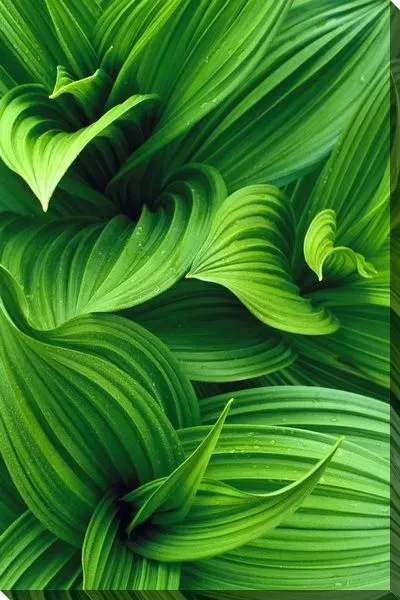 Постер Листья макро №2