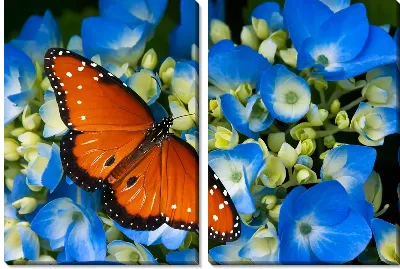 Модульная картина Бабочка №2