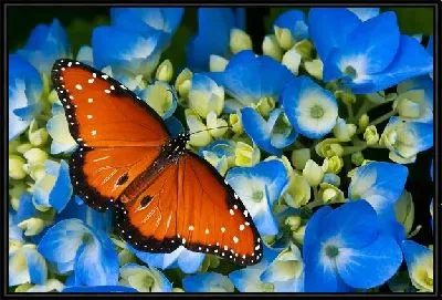 Картина Бабочка №2